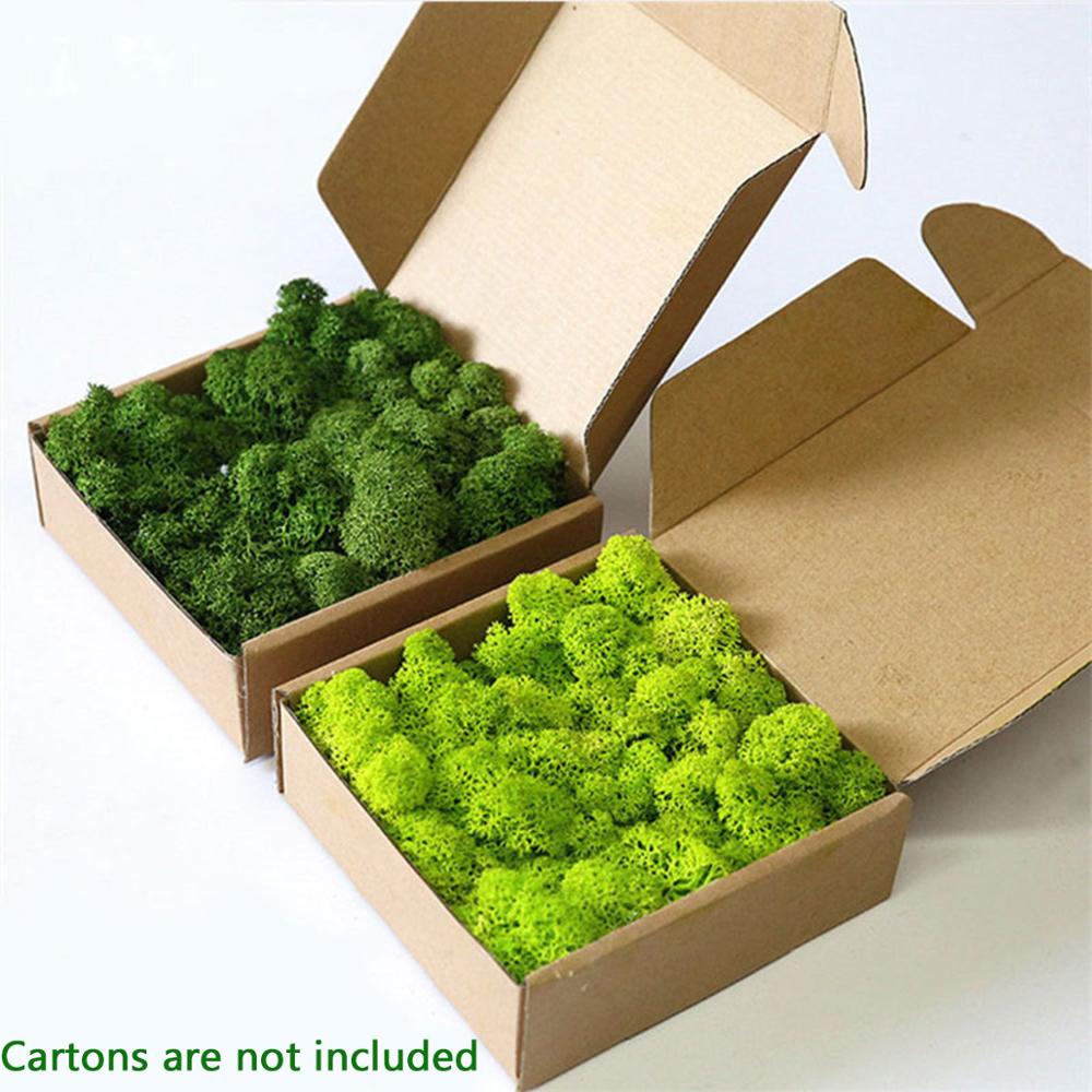 Sphagnum Moss Dry - Planta Artificial de vida eterna, musgo