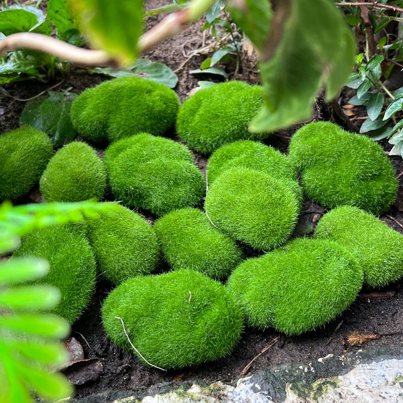 100/5 Piezas de Rocas de Musgo - Sphagnum Moss Dry reseña y precio