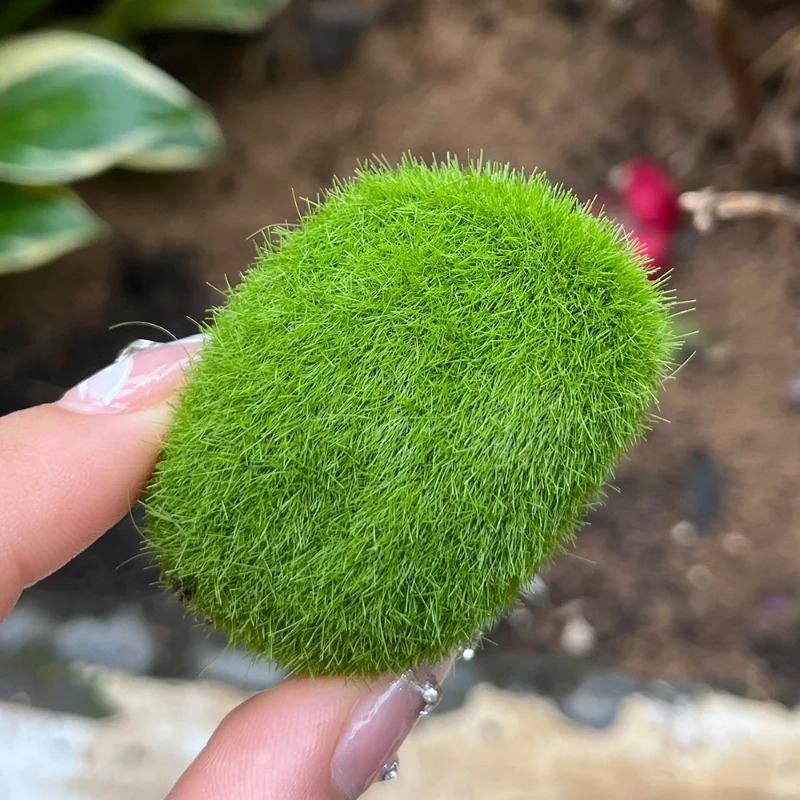 100/5 Piezas de Rocas de Musgo - Sphagnum Moss Dry reseña y precio
