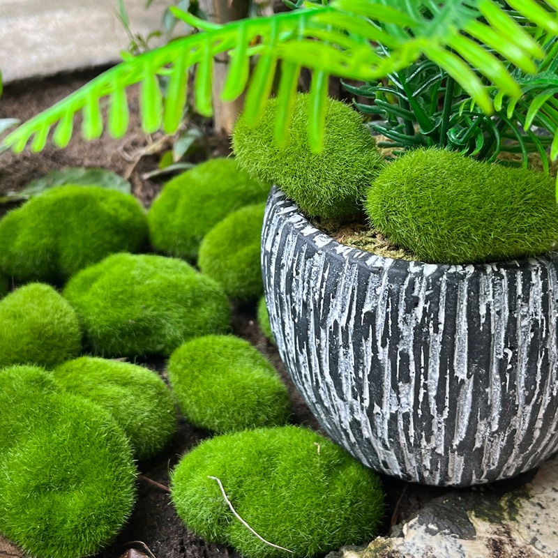 100/5 Piezas de Rocas de Musgo - Sphagnum Moss Dry reseña y precio