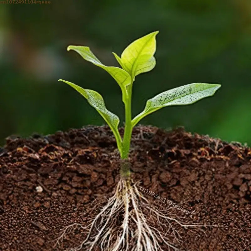 Polvo para Enraizar Plantas, Á - Rooting Hormone Powder reseña y precio