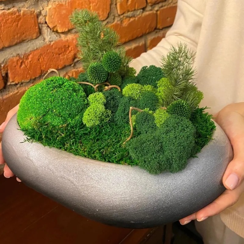 Musgo Artificial Verde, Musgo  - Sphagnum Moss Dry reseña y precio
